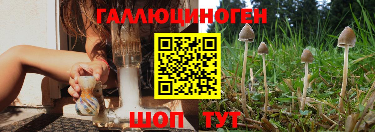 Псилоцибиновые грибы мицелий Белореченск